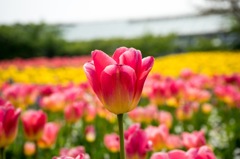 Tulip
