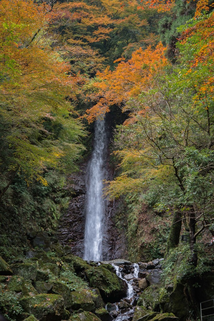 秋の養老