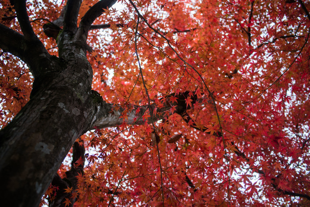 紅葉の屋根