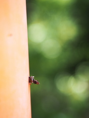 P4230011