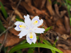 P4230034