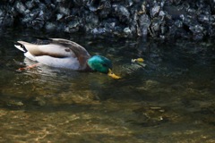 はい息を止めて