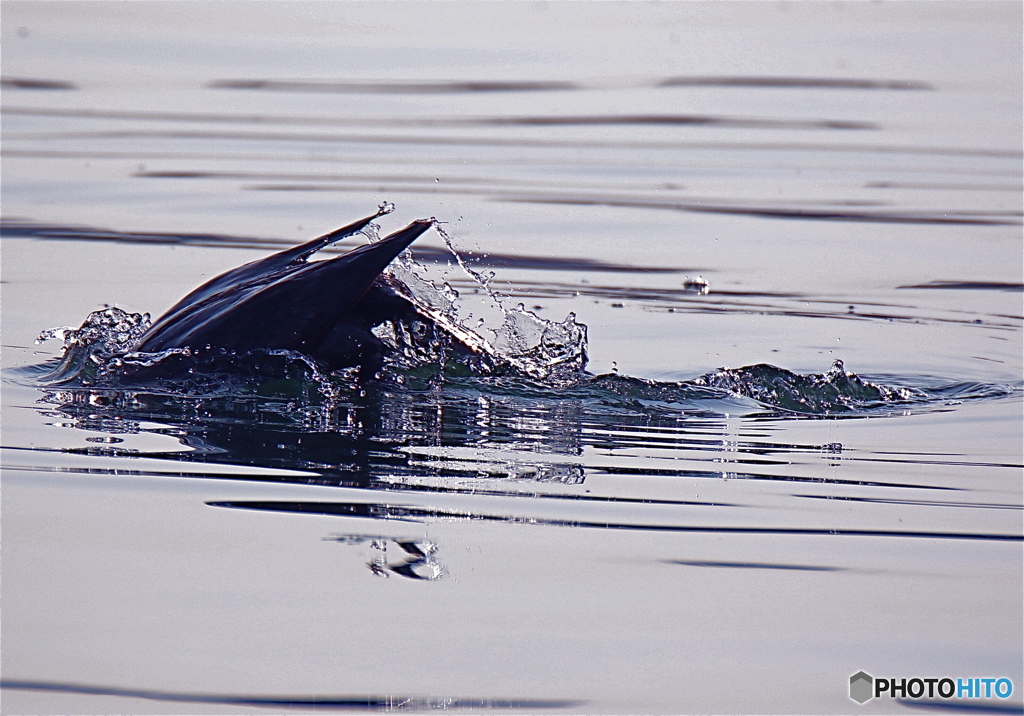 ウミウの魚狩り