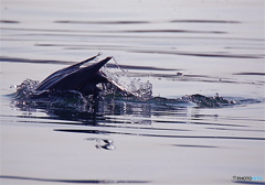 ウミウの魚狩り