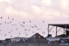 みんなで飛べば怖くない