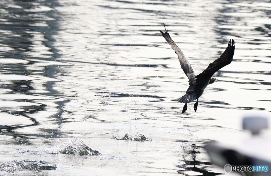 ウミウ魚狩り３