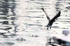 ウミウ魚狩り３