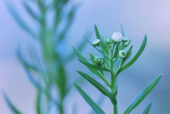 目立たない君達は