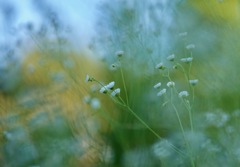 静かなあさ