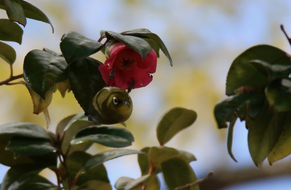 メジロさんどこ