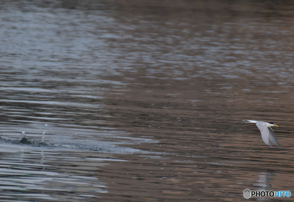 コアジサシ　２