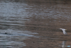 コアジサシ　２