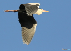 おぉ〜い聞こえるか