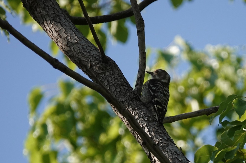 何時もの公園　４