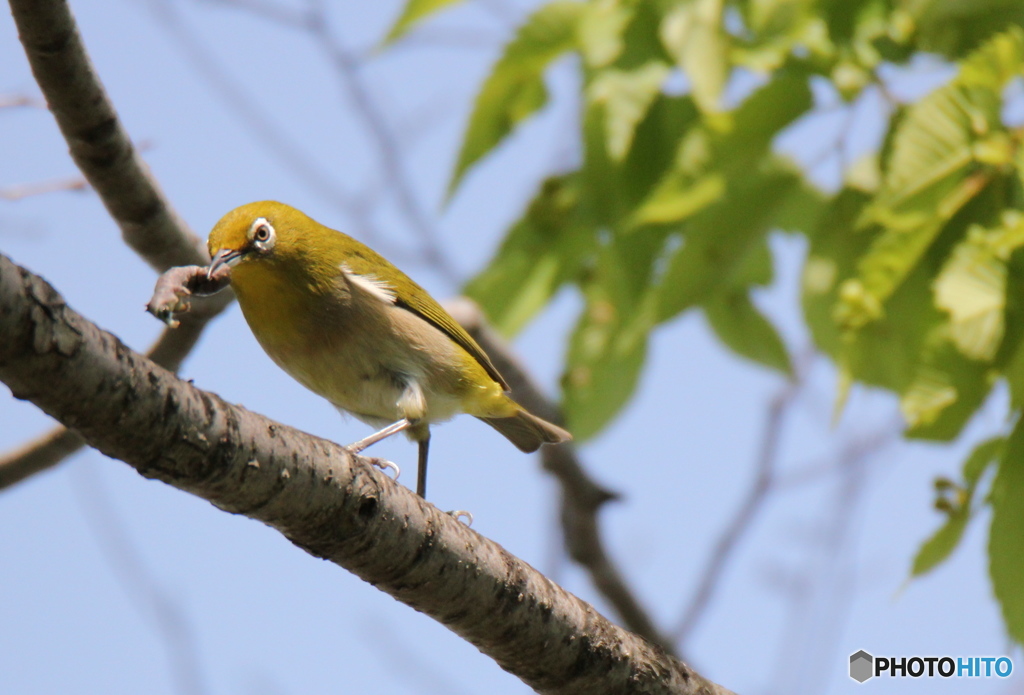 虫を捕まえたメジロさん　１