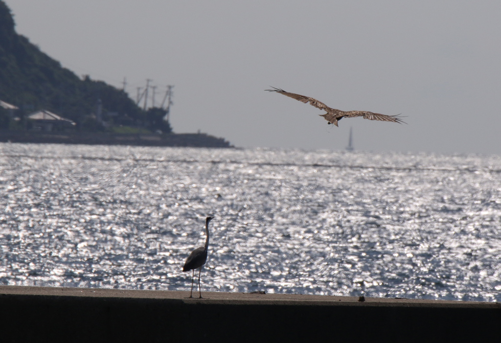 あの島めざして