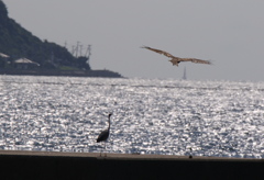 あの島めざして