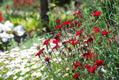 ５月１３日が母の日