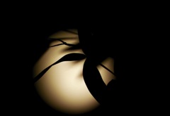 中秋の名月　２