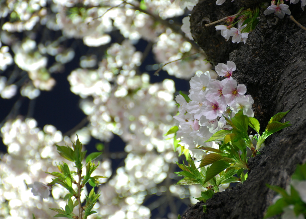 毎年ありがとう
