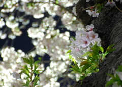 毎年ありがとう