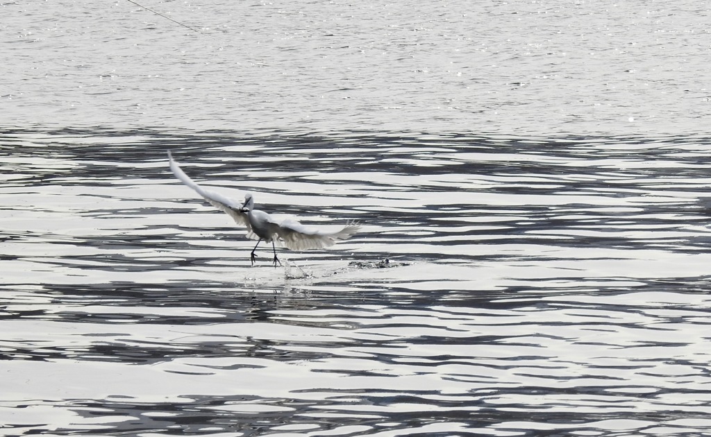 小魚とりの名人