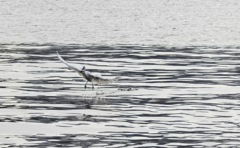 小魚とりの名人