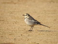 だるまさんがころんだ
