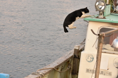 猫ジャン