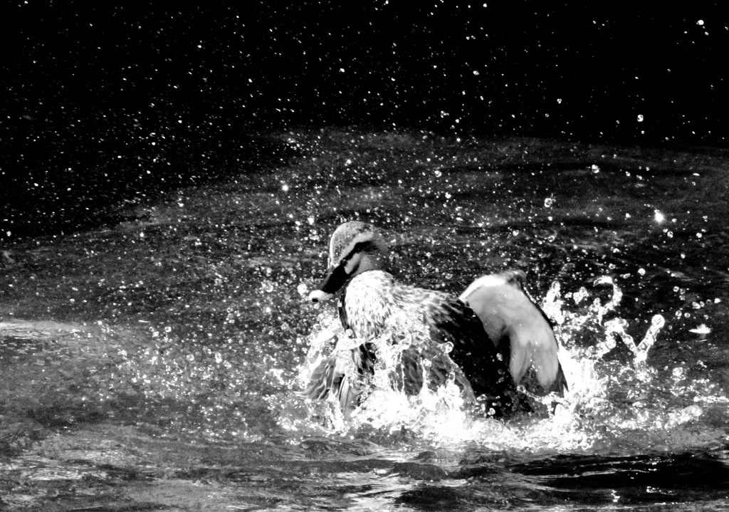 ジャバ　ジャバ