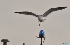 間もなく回転灯です