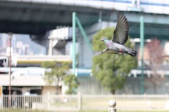 ラジコンよく飛んでくれます