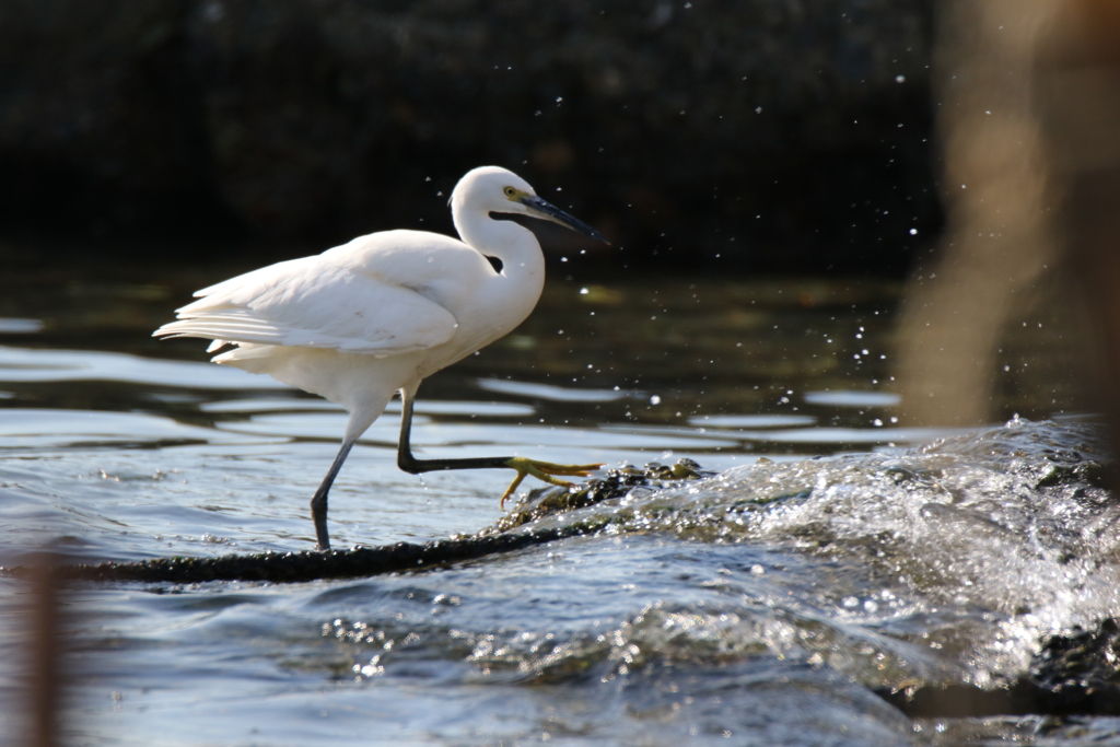 人生楽ありゃ苦もあるさ