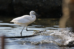 人生楽ありゃ苦もあるさ