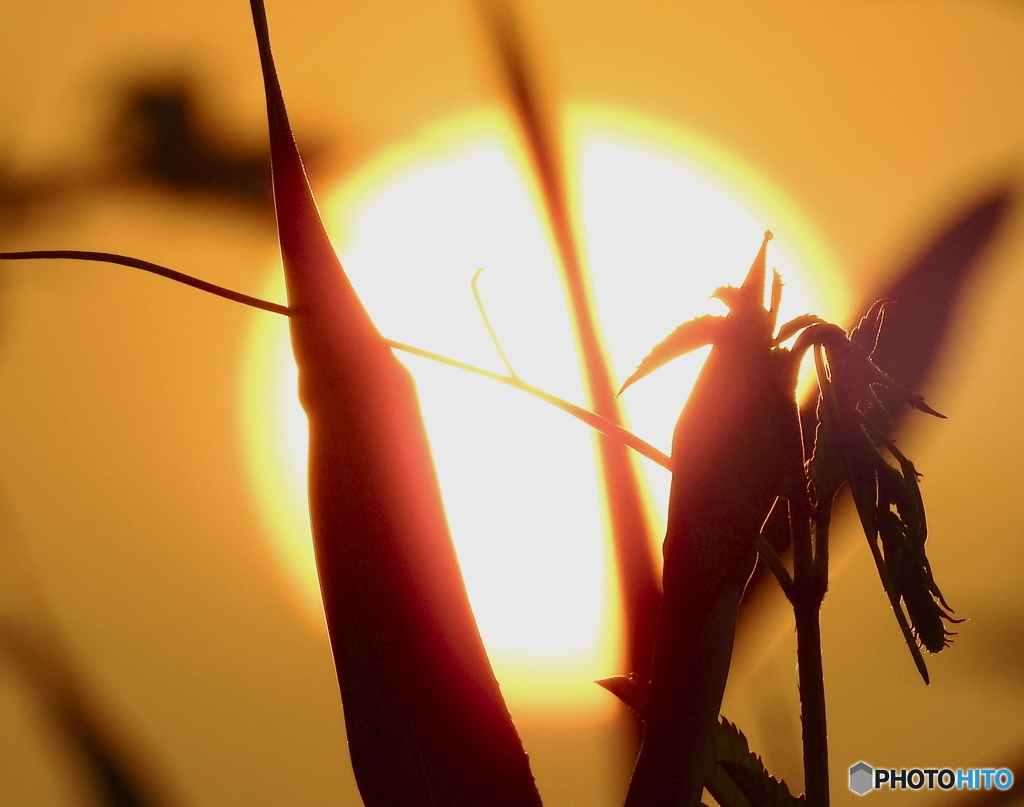 雑草さんおはよう