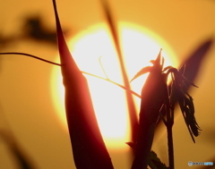 雑草さんおはよう