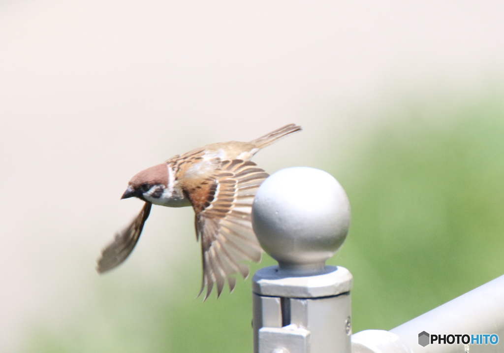 ママ飛べたよ〜