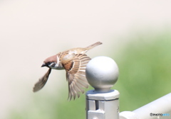 ママ飛べたよ〜