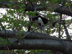 木登りねこ