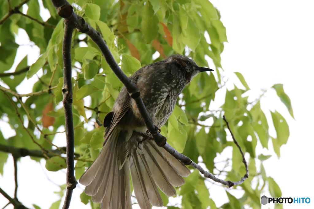 袴を着てどこへ