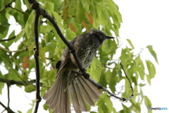 袴を着てどこへ