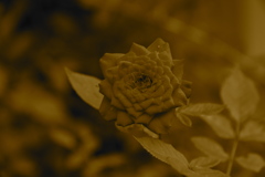 麦茶のやり過ぎ