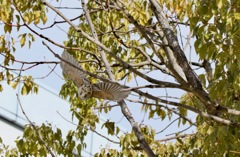こっちを向いて飛んでよ