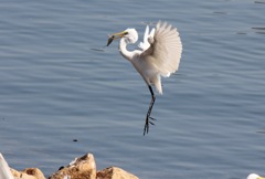 ヤッホー朝ごはんだぜ