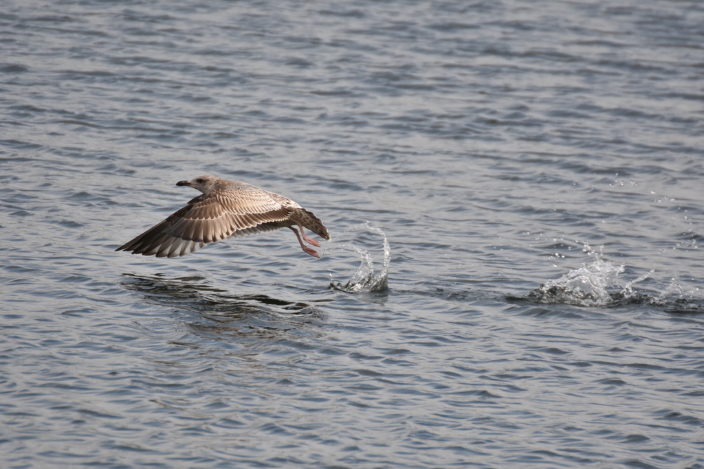 トンビが飛んだ