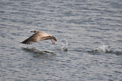 トンビが飛んだ