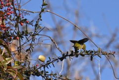 朝の撮影練習６