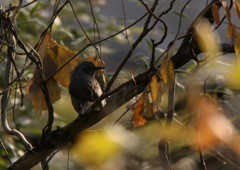 心の叫び逃げるなよ〜