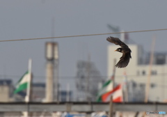 ムクちゃんブーメラン