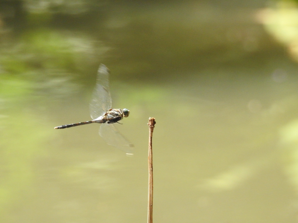 P９００　トンボに挑戦